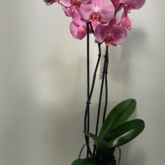 Orquidea rosa