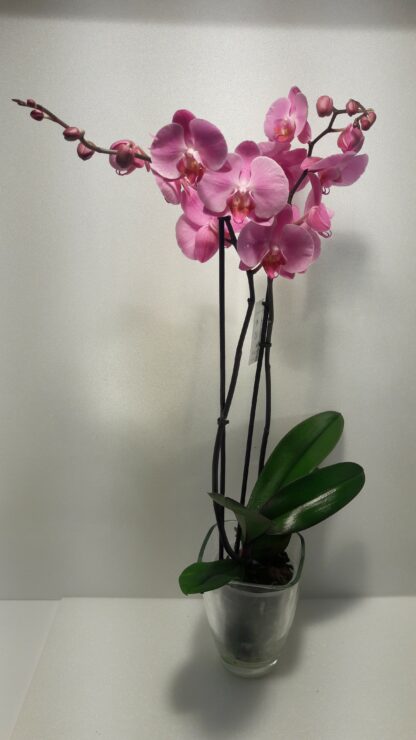 Orquidea rosa